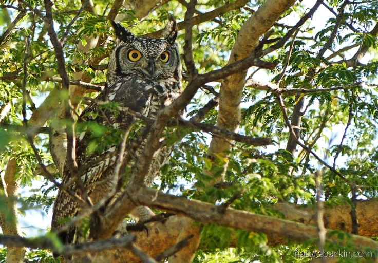 Cape eagle owl perched in a tree, early morning, Central Kalahari Game Reserve, Botswana