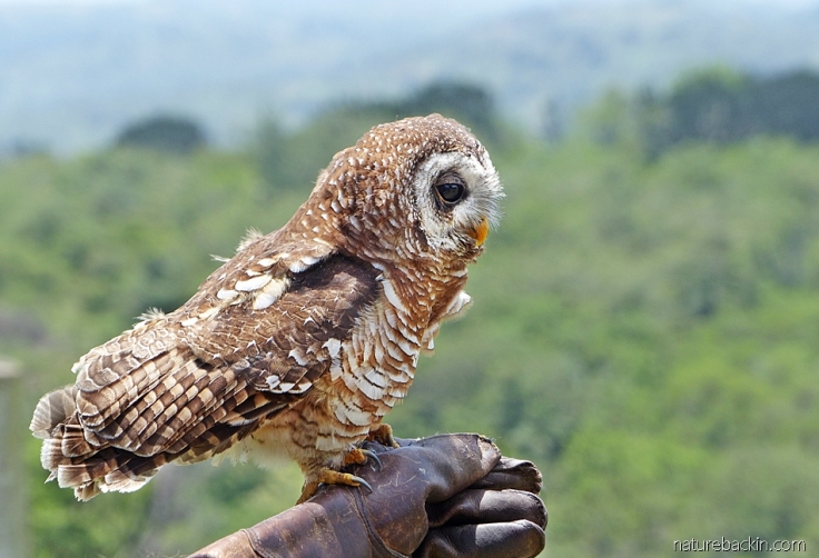 African wood owl perched on the glove of its handler at a display at the African Raptor Centre, KwaZulu-Natal, South Africa