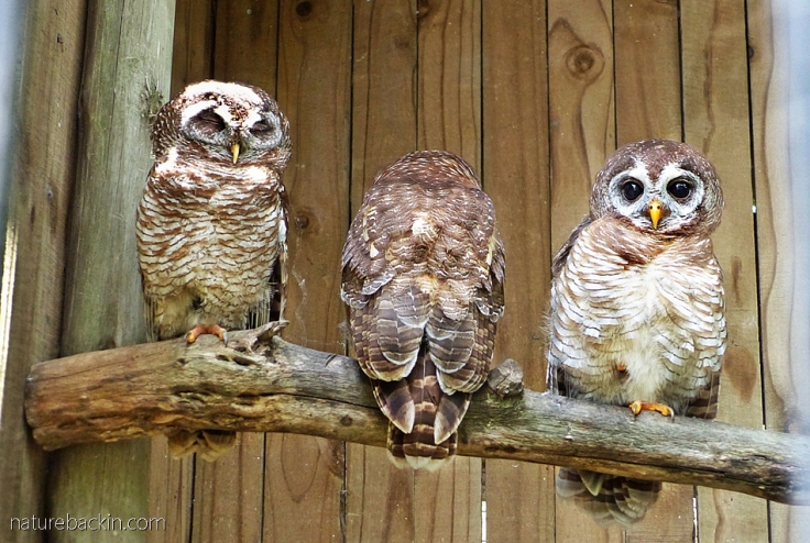 Three rescued African wood owls in their enclosure at the African Raptor Centre, South Africa