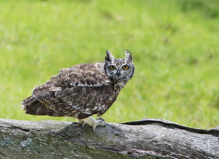 Spotted eagle-owl, South Africa