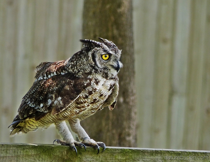 Spotted eagle owl in its enclosure at a rescue and rehabilitation centre, South Africa