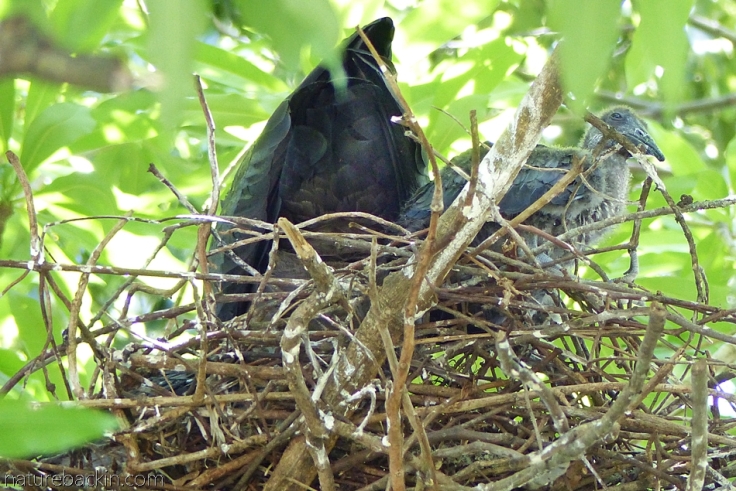 A hadeda ibis and fledgling on nest