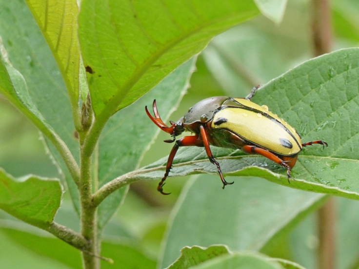 Flower beetle with orange y-shaped horn and yellow hind-wings with two black dots on each wing