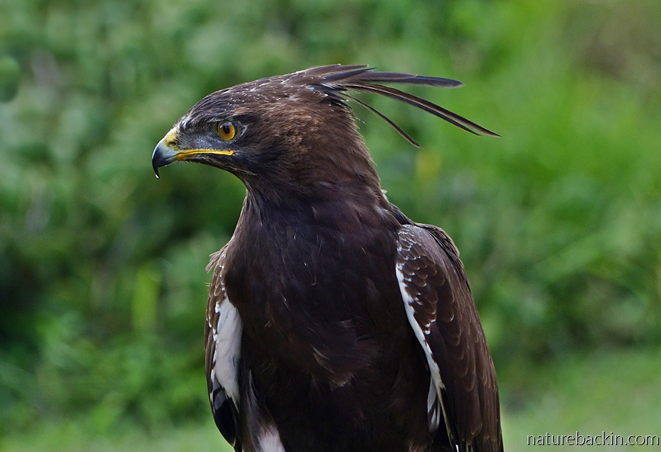 Urban raptors South Africa, portrait of a long-crested eagle