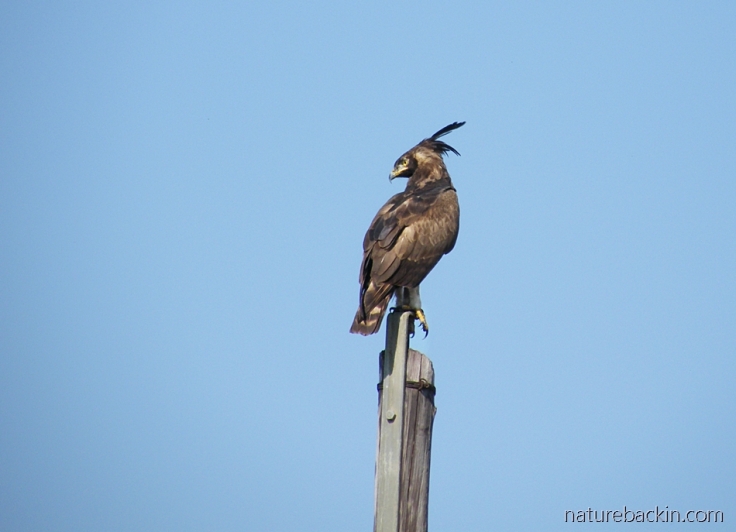 Perching on a pole, a long-crested eagle scans for prey