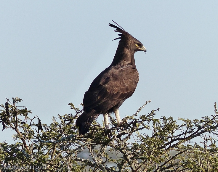 long-crested-eagle-5