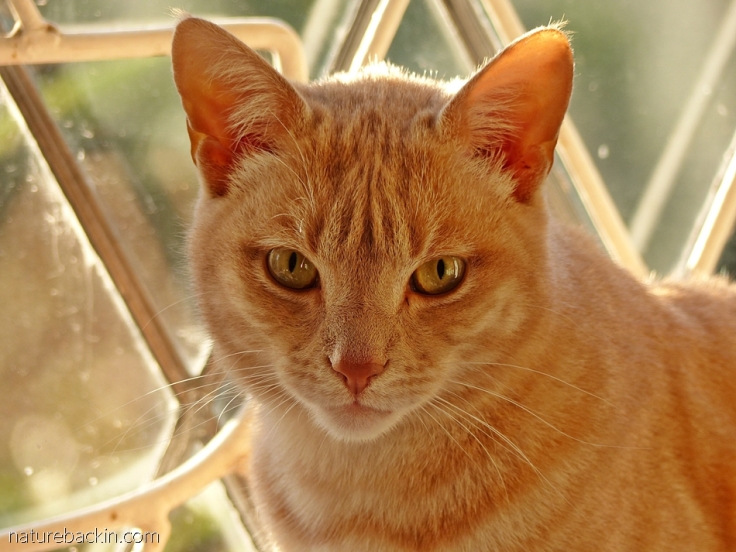A portrait of Nougat the cat