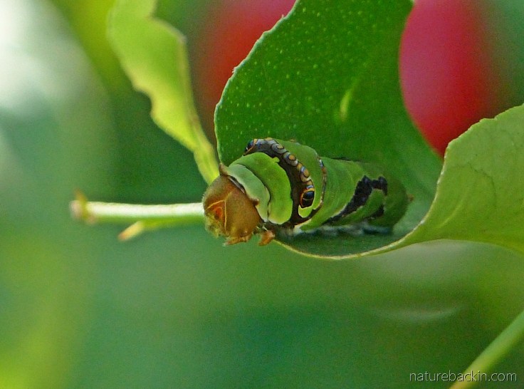 Citrus swallowtail caterpillar eating a citrus leaf