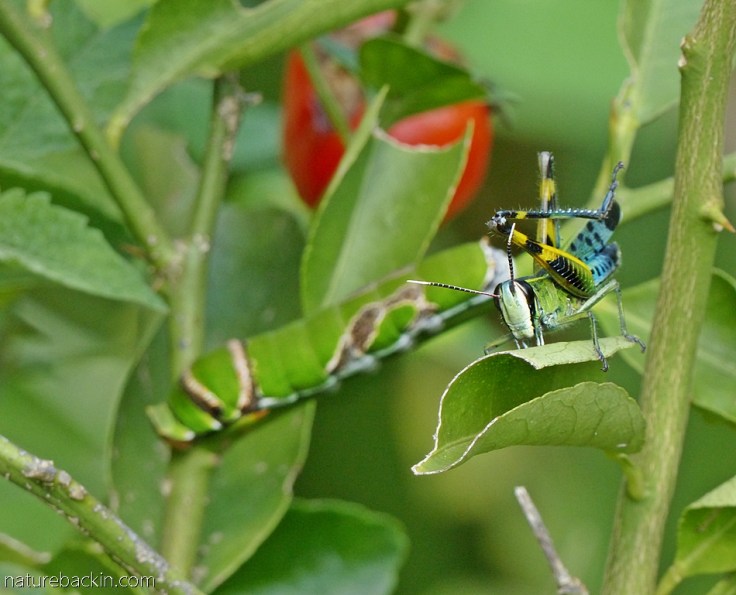 A grasshopper with a Citrus swallowtail caterpillar in the background