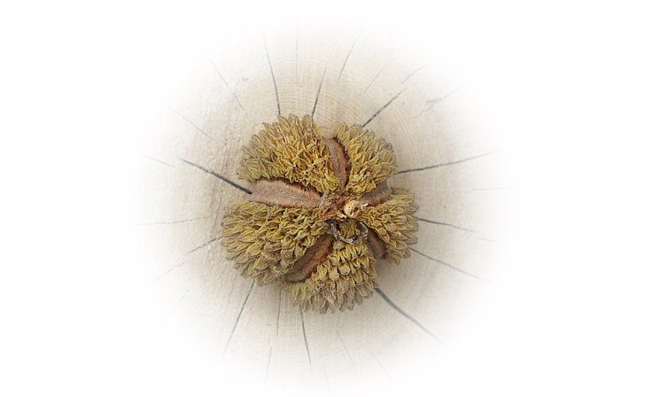 Seed capsule of the Cape chestnut tree
