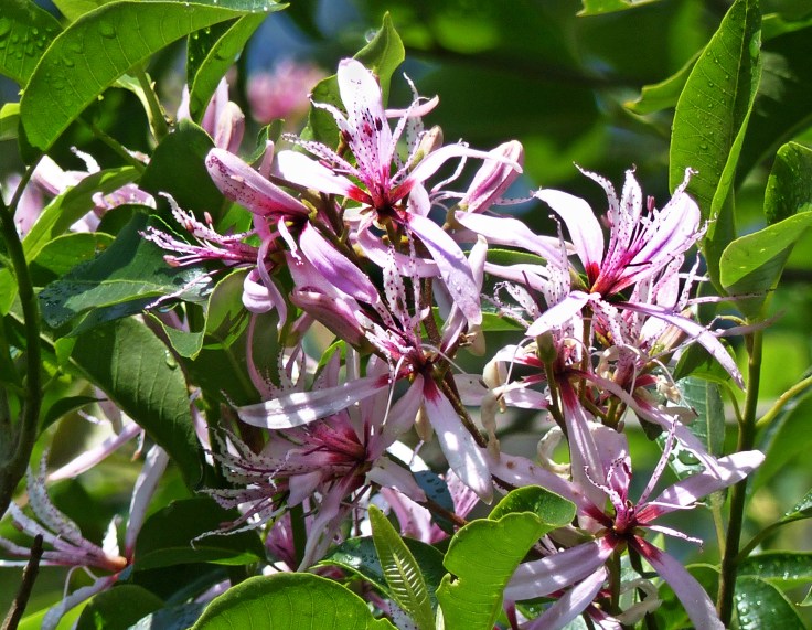 Pink and spotted flowers of the Cape chestnut, South Africa