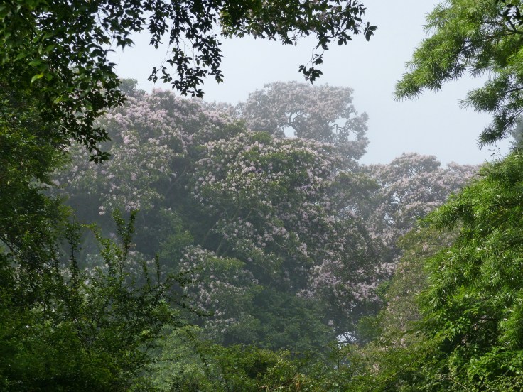 Cape chestnut trees flowering on a misty morning in mistbelt forest, KwaZulu-Natal