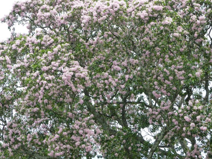 Mature Cape chestnut tree in flower