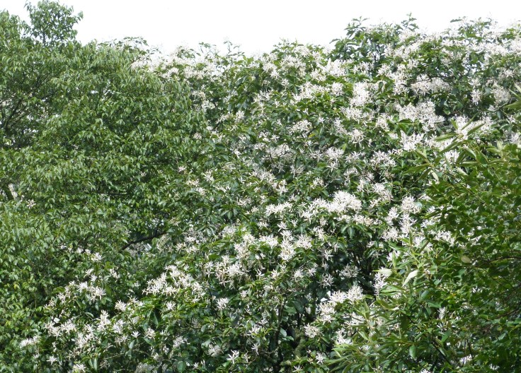 White-flowering Cape chestnut tree in mistbelt forest, South Africa