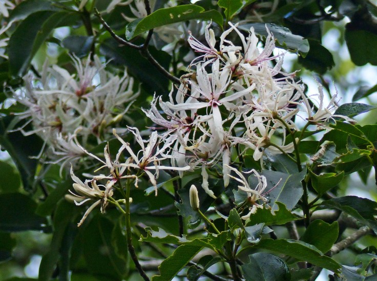 Unusual white flowers on white Cape Chestnut tree, South Africa