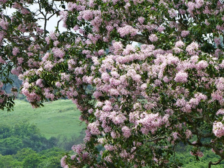 Pink flowering Cape chestnut in KwaZulu-Natal, South Africa