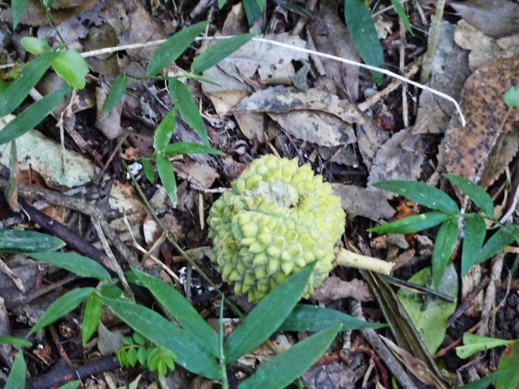 Green fruit capsule of the Cape chestnut on the forest floor, KwaZulu-Natal Midlands