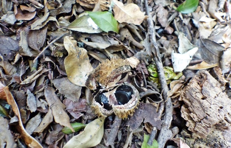 Cape chestnut tree fruit capsule, split open