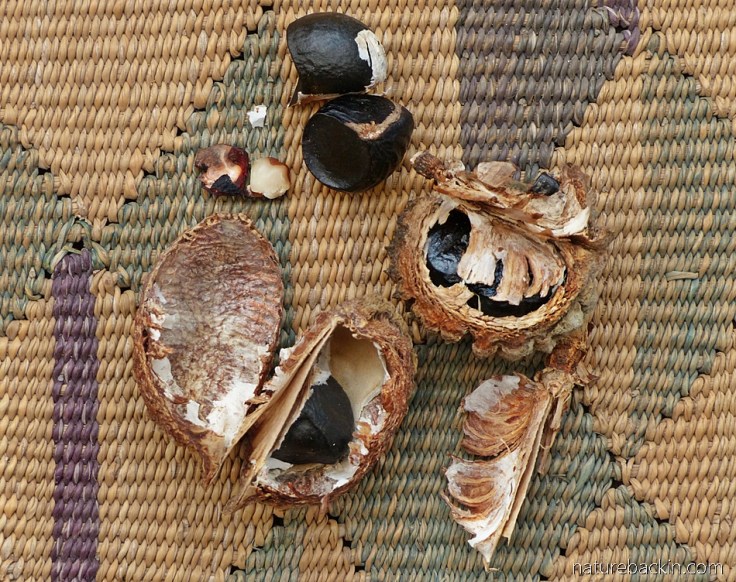 Seeds and seed capsule of the Cape chestnut tree