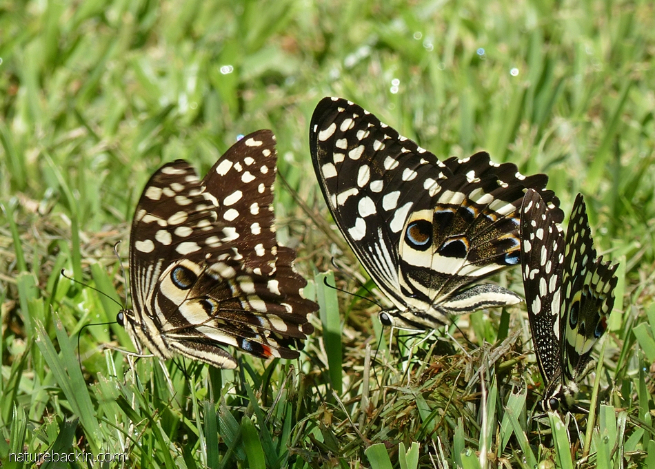 Small group of citrus swallowtail butterflies, South Africa