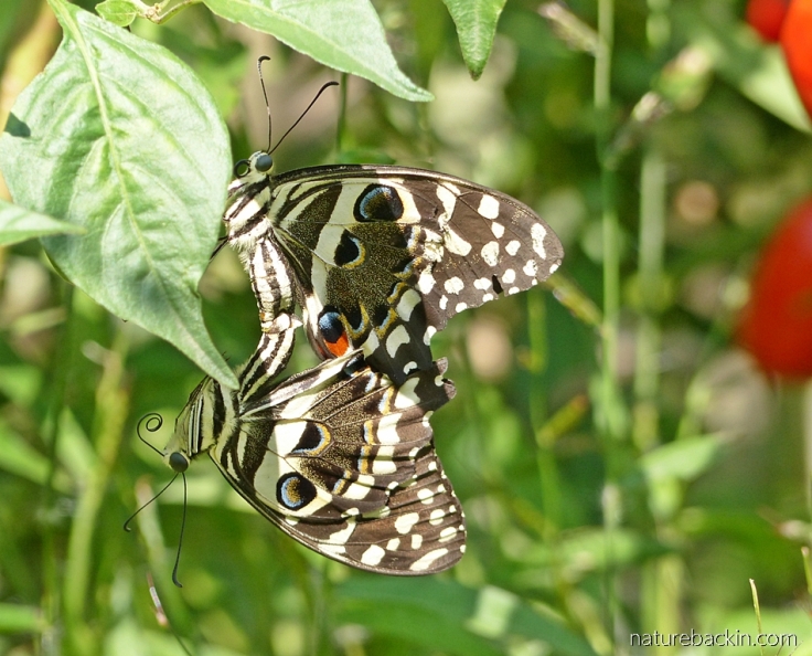 Mating pair of citrus swallowtail butterflies in a garden, KwaZulu-Natal