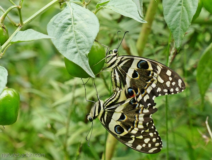 Citrus-swallowtail-butterflies 11a