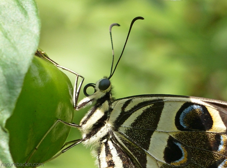 Citrus-swallowtail-butterfly 12