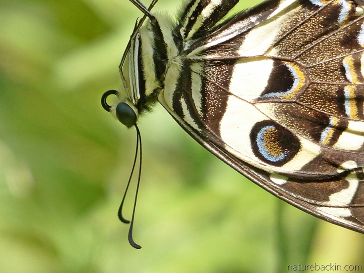 Close-up of citrus swallowtail butterfly