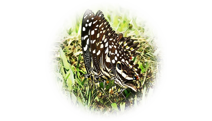 Citrus-swallowtail-butterflies 15