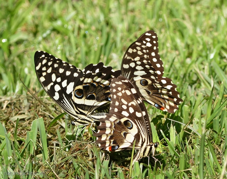 Three citrus swallowtail butterflies, South Africa