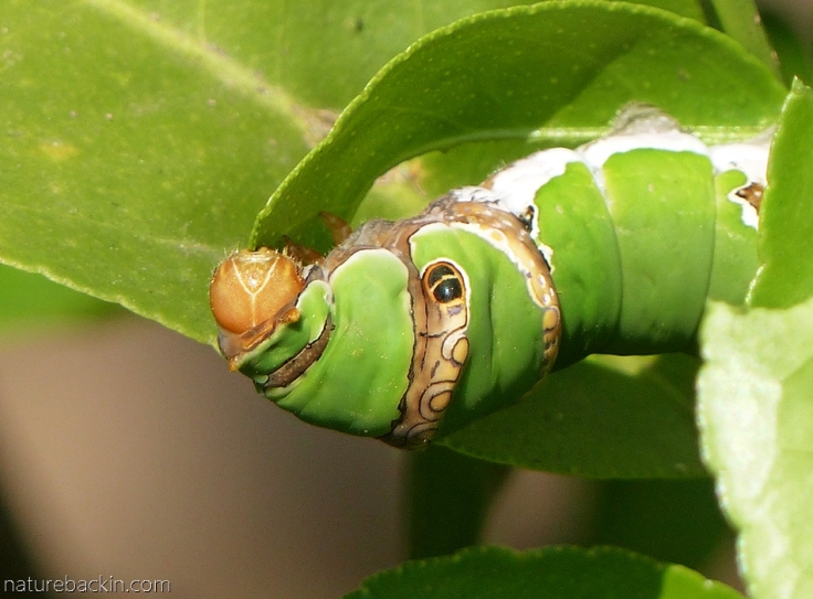 Mature caterpillar of the citrus swallowtail butterfly eating a leaf on a lime tree