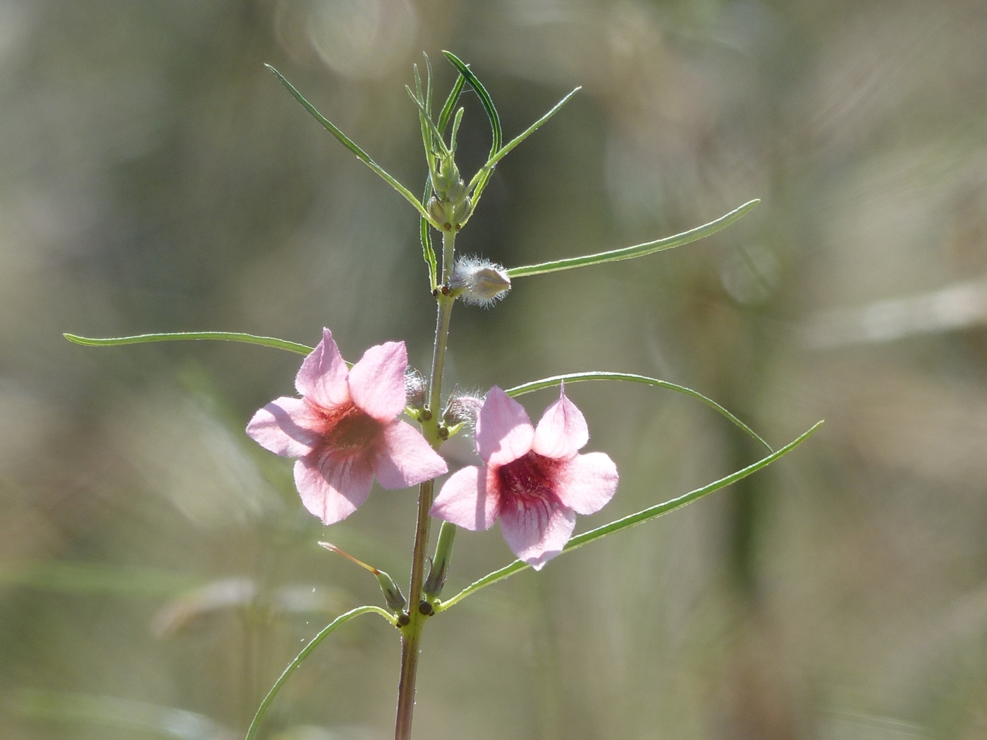 Flowering desert plant, Botswana