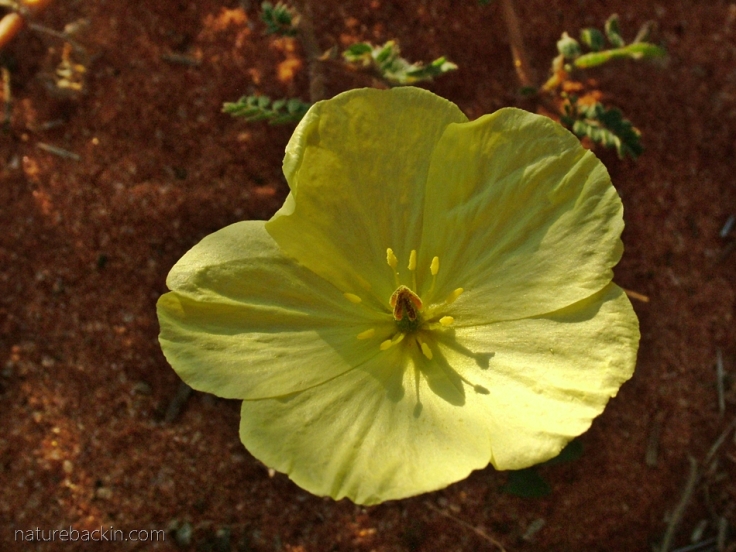 Kalahari-desert-flowers 2