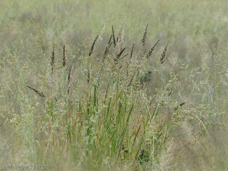 Wild grasses at Mabuasehube, Botswana