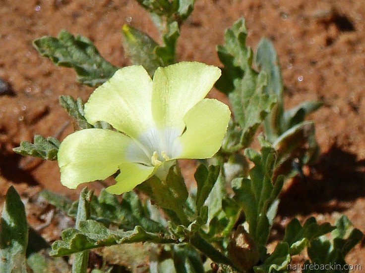Kalahari-desert-flowers 9