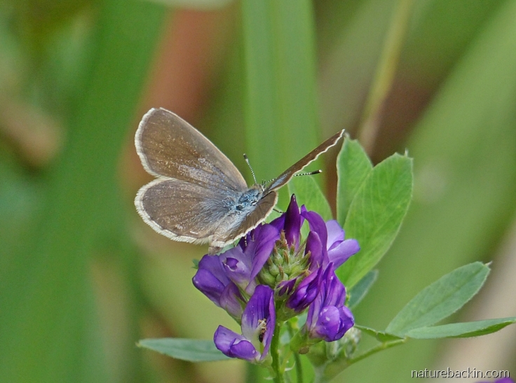 African grass blue butterfly visiting a lucerne flower in South Africa