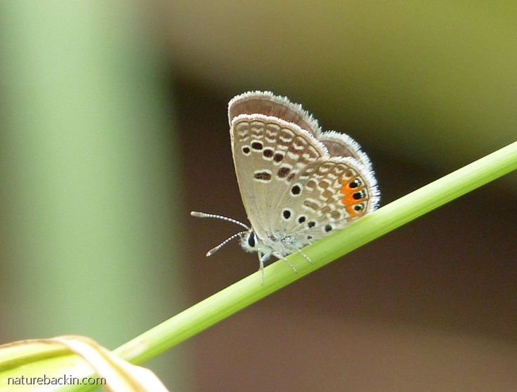 A tiny grass jewel butterfly, South Africa