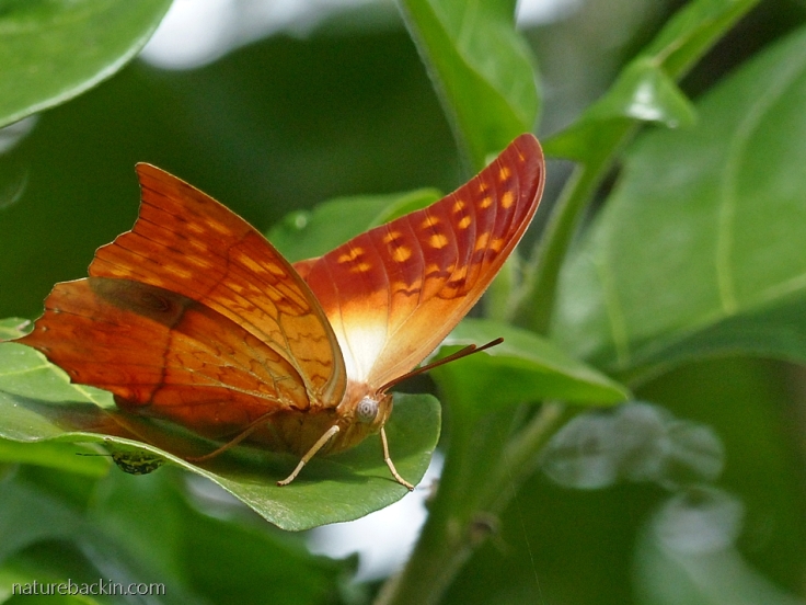 A pearl charaxes butterfly, South Africa