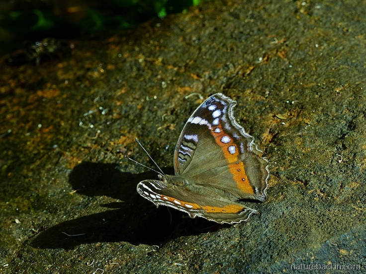 A garden commodore butterfly in the dry-season form, South Africa