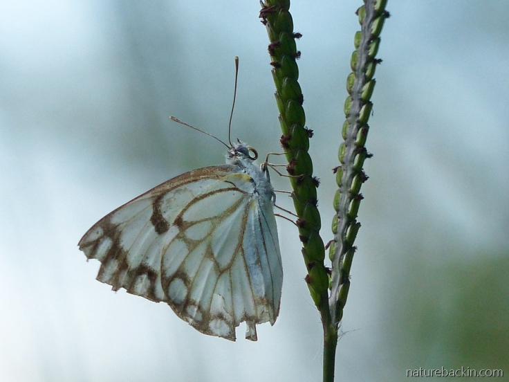Perched on the seed head of a grass stem, a brown-veined white butterfly, South Africa