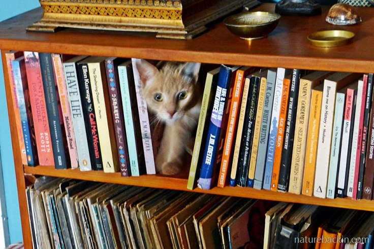 Nougat the cat haunting the bookshelves.