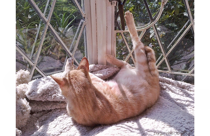 Nougat the cat sunbathing.