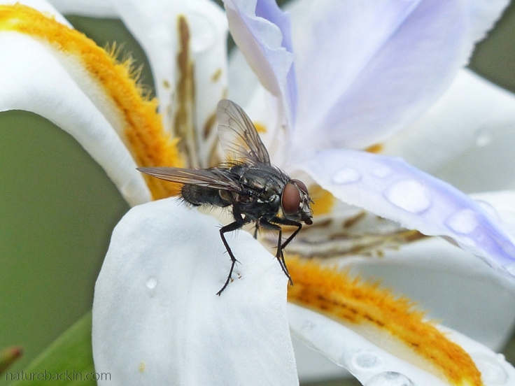 Tachinid fly on a flower of a wild iris (Dietes grandiflora)