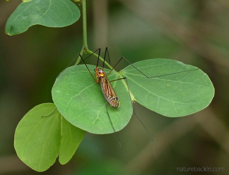 Long-legged fly on leaf