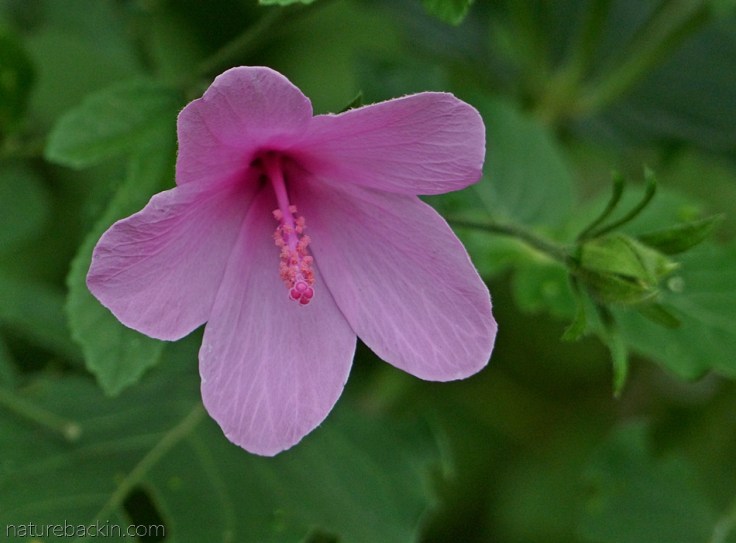 Flower of the Forest Pink Hibiscus