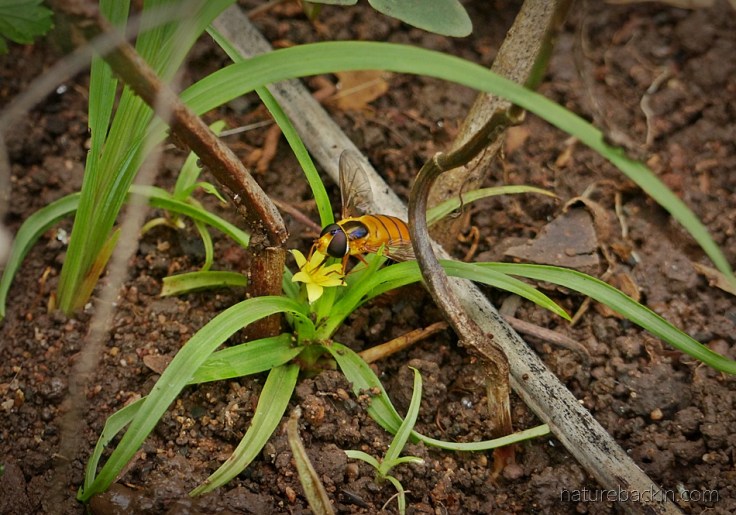 Hover-fly-on-flower