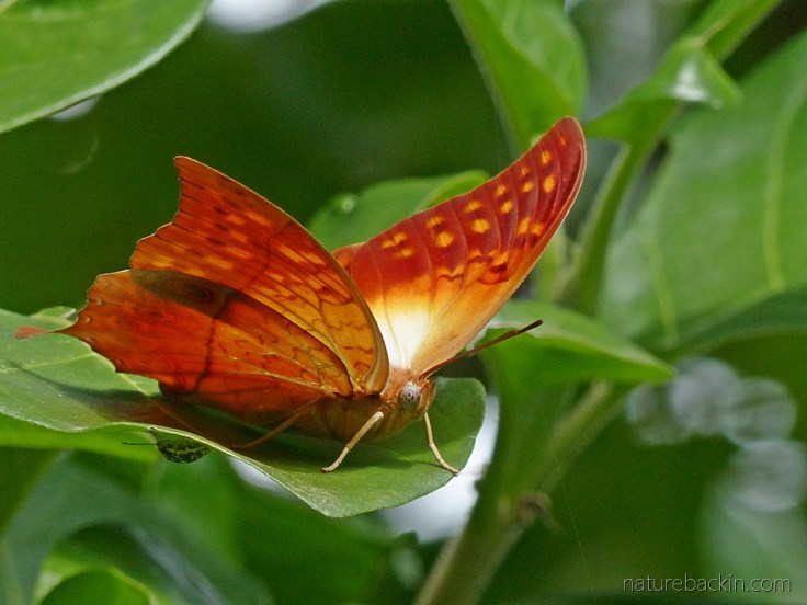 Pearl-Charax-butterfly