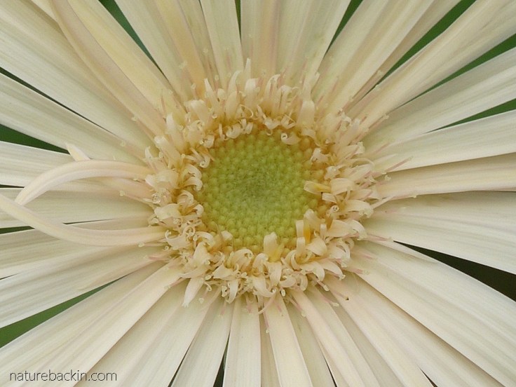 Barberton-Daisy-hybrid