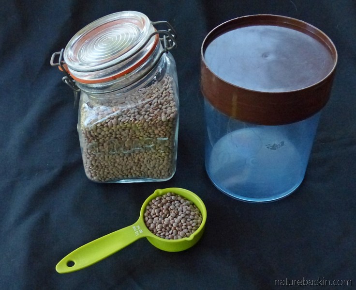 Dry whole lentils measured for sprouting