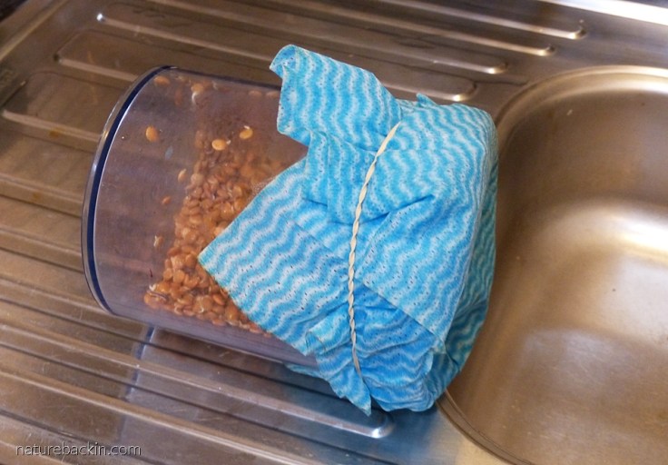 Soaked lentils in a jar draining as they begin sprouting